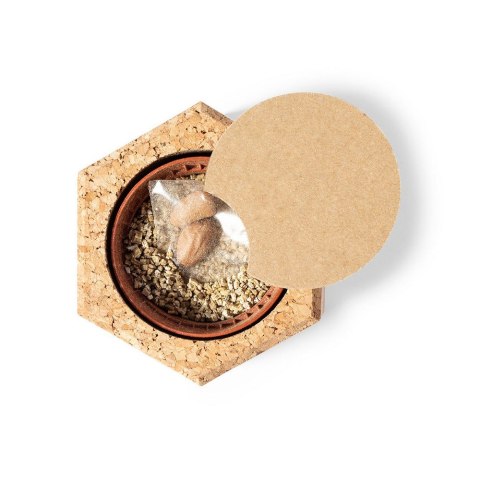 Korkowa doniczka, nasiona sosny