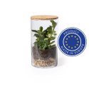 Szklane terrarium, nasiona kaktusa