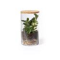 Szklane terrarium, nasiona kaktusa